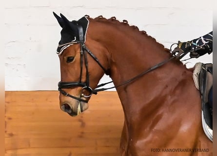 Hannoveraan, Ruin, 5 Jaar, 170 cm, Vos