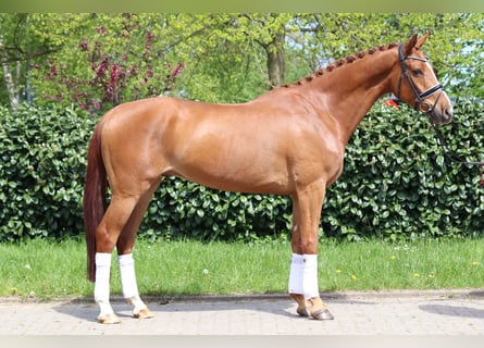 Hannoveraan, Ruin, 5 Jaar, 170 cm, Vos