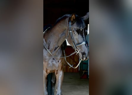 Hannoveraan, Ruin, 5 Jaar, 170 cm, Zwart