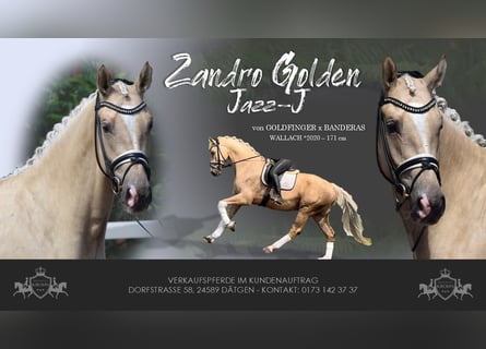 Hannoveraan, Ruin, 5 Jaar, 171 cm, Palomino