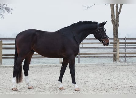 Hannoveraan, Ruin, 5 Jaar, 172 cm, Donkerbruin