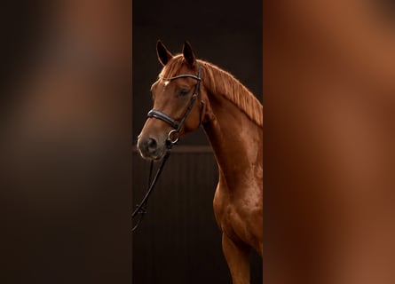 Hannoveraan, Ruin, 5 Jaar, 172 cm, Vos