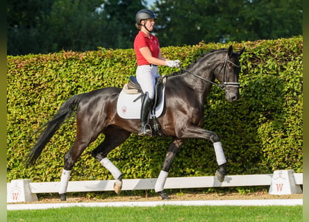 Hannoveraan, Ruin, 5 Jaar, 172 cm, Zwart