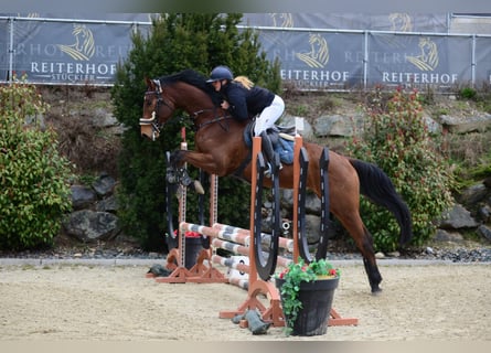 Hannoveraan, Ruin, 5 Jaar, 173 cm, Bruin