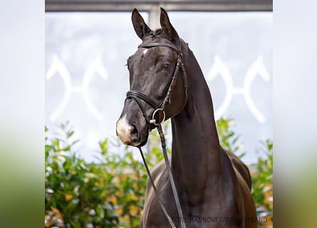 Hannoveraan, Ruin, 5 Jaar, 173 cm, Donkerbruin