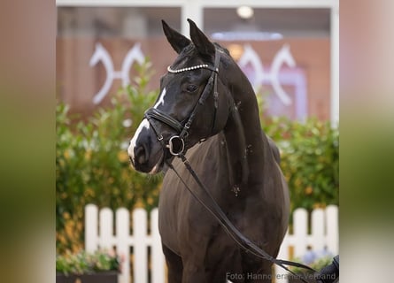 Hannoveraan, Ruin, 5 Jaar, 173 cm, Donkerbruin