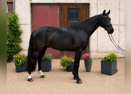 Hannoveraan, Ruin, 5 Jaar, 173 cm, Zwart