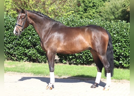 Hannoveraan, Ruin, 5 Jaar, 174 cm, Bruin