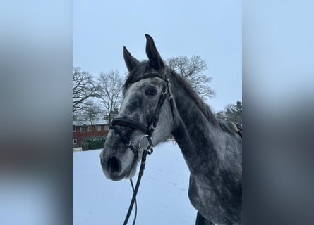 Hannoveraan, Ruin, 5 Jaar, 175 cm, Appelschimmel