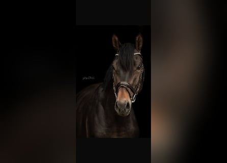 Hannoveraan, Ruin, 5 Jaar, 175 cm, Donkerbruin