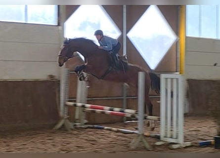 Hannoveraan, Ruin, 5 Jaar, 175 cm, Donkerbruin