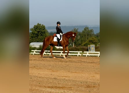 Hannoveraan, Ruin, 5 Jaar, 175 cm, Vos