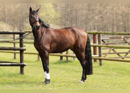 Hannoveraan, Ruin, 5 Jaar, 178 cm, Bruin