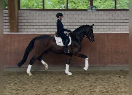 Hannoveraan, Ruin, 5 Jaar, 178 cm, Donkerbruin