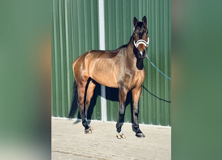 Hannoveraan, Ruin, 5 Jaar, 178 cm, Donkerbruin