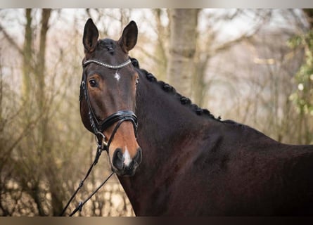 Hannoveraan, Ruin, 5 Jaar, 178 cm, Donkerbruin