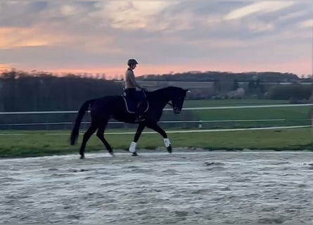 Hannoveraan, Ruin, 5 Jaar, 178 cm, Donkerbruin