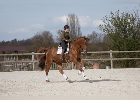 Hannoveraan, Ruin, 5 Jaar, 178 cm, Vos