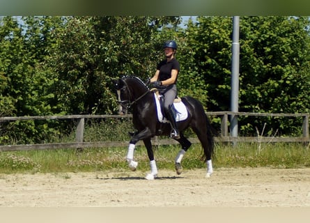 Hannoveraan, Ruin, 6 Jaar, 155 cm, Zwart