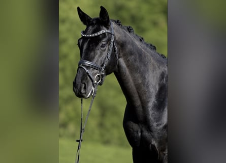 Hannoveraan, Ruin, 6 Jaar, 163 cm, Zwart