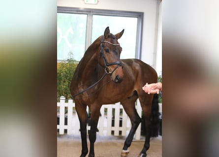Hannoveraan, Ruin, 6 Jaar, 165 cm, Donkerbruin