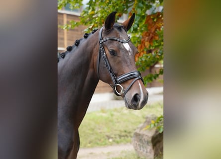 Hannoveraan, Ruin, 6 Jaar, 166 cm, Bruin