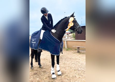 Hannoveraan, Ruin, 6 Jaar, 167 cm, Donkerbruin