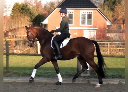 Hannoveraan, Ruin, 6 Jaar, 169 cm, Bruin