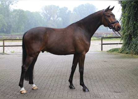 Hannoveraan, Ruin, 6 Jaar, 169 cm, Donkerbruin