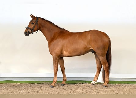 Hannoveraan, Ruin, 6 Jaar, 169 cm, Vos