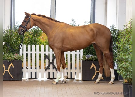 Hannoveraan, Ruin, 6 Jaar, 169 cm, Vos