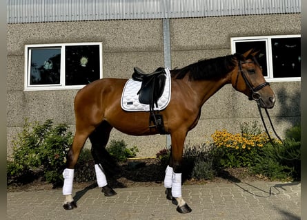 Hannoveraan, Ruin, 6 Jaar, 170 cm, Bruin