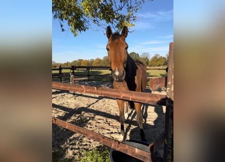 Hannoveraan, Ruin, 6 Jaar, 170 cm, Bruin