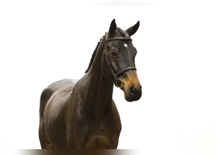 Hannoveraan, Ruin, 6 Jaar, 170 cm, Bruin