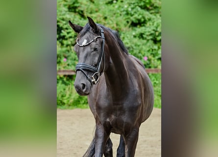 Hannoveraan, Ruin, 6 Jaar, 170 cm, Zwart
