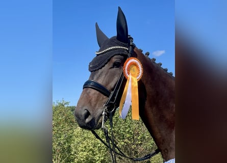 Hannoveraan, Ruin, 6 Jaar, 171 cm, Donkerbruin