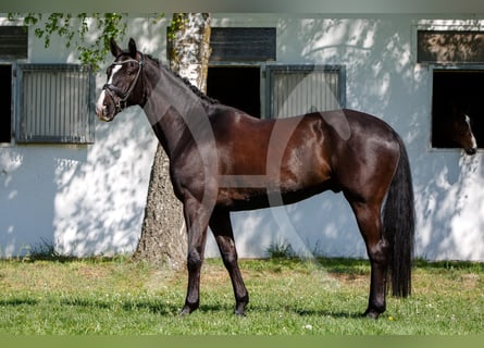 Hannoveraan, Ruin, 6 Jaar, 172 cm, Zwart