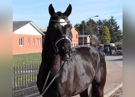 Hannoveraan, Ruin, 6 Jaar, 172 cm, Zwart