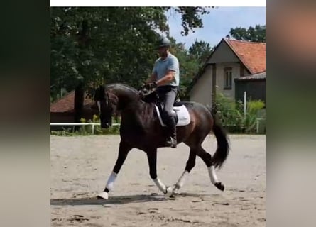 Hannoveraan, Ruin, 6 Jaar, 174 cm, Donkerbruin