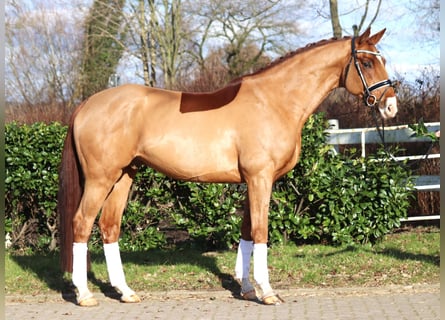 Hannoveraan, Ruin, 6 Jaar, 174 cm, Vos