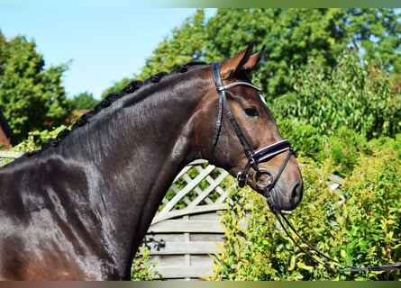 Hannoveraan, Ruin, 6 Jaar, 175 cm, Donkerbruin