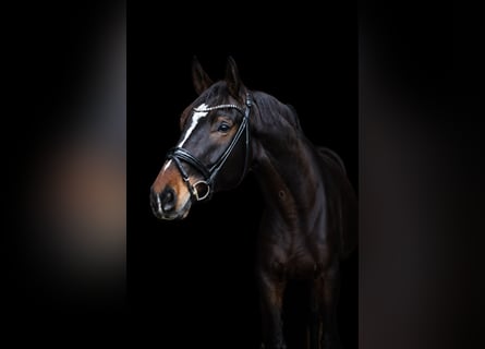 Hannoveraan, Ruin, 6 Jaar, 178 cm, Donkerbruin