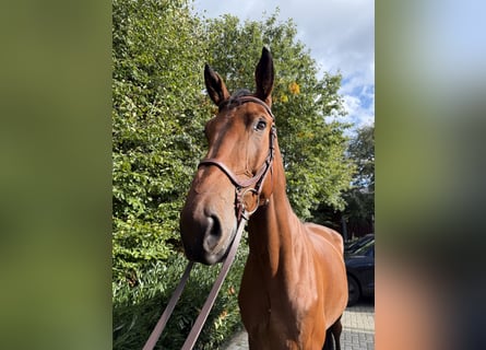 Hannoveraan, Ruin, 6 Jaar, 182 cm, Bruin