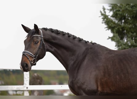 Hannoveraan, Ruin, 6 Jaar, 183 cm, Zwartbruin