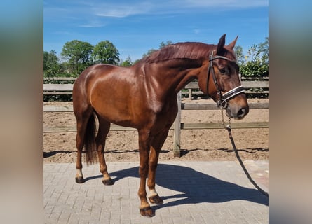 Hannoveraan, Ruin, 6 Jaar, Vos