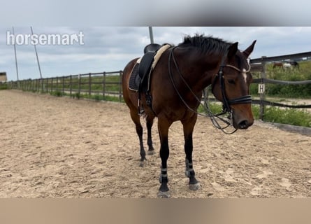 Hannoveraan, Ruin, 7 Jaar, 165 cm, Roodbruin