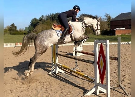 Hannoveraan, Ruin, 7 Jaar, 167 cm, Schimmel
