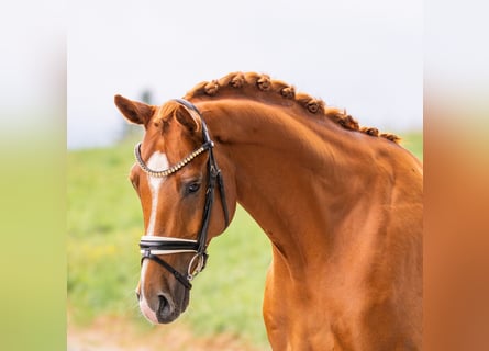 Hannoveraan, Ruin, 7 Jaar, 167 cm, Vos