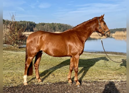 Hannoveraan, Ruin, 7 Jaar, 167 cm, Vos