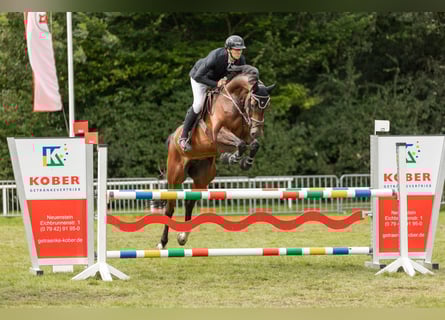 Hannoveraan, Ruin, 7 Jaar, 168 cm, Bruin